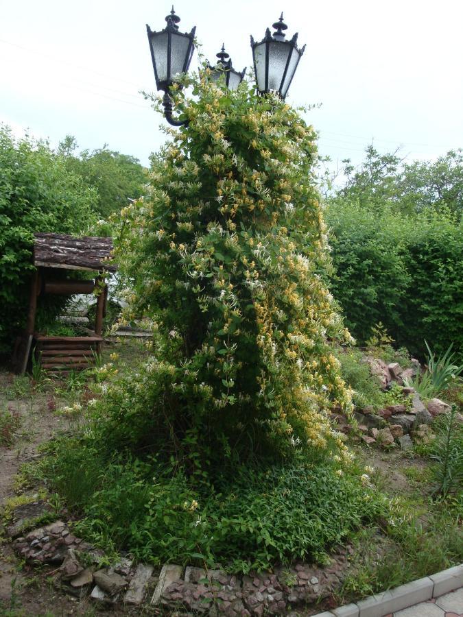 Збурьевский Кут Stara Zbur'yivka Exterior foto